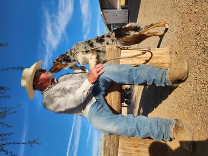 Australian shepherd