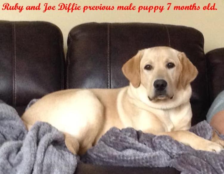 7 month best sale old yellow lab