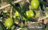 OliveTrees