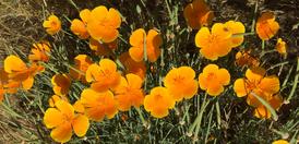 Photo by Josette Johnson Placerville Petals