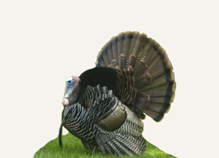 Hunting Merriam Turkey Idaho