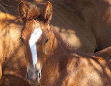 Our stud produces premium bred horses for eventing