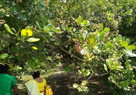 Cashew Garrden In Digha