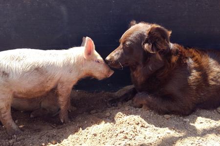 Best farm dogs