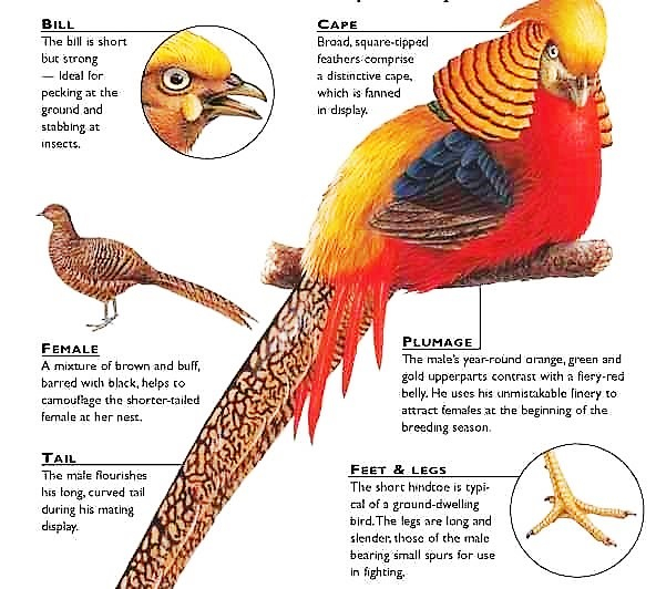 Red Golden Pheasant