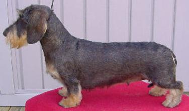 Shaved wire haired dachshund sale