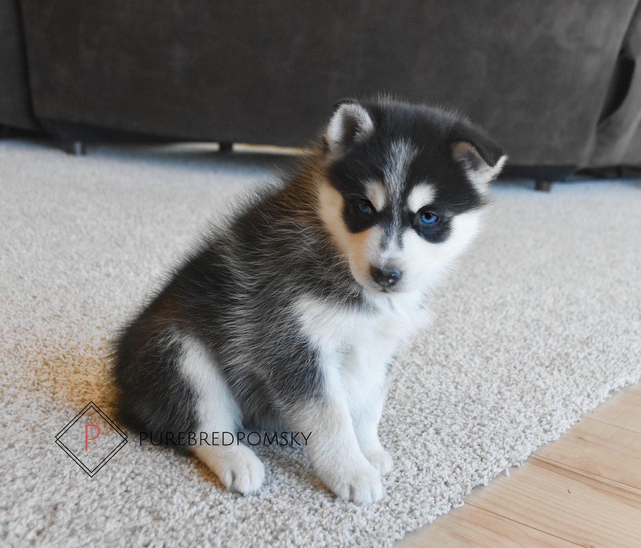 Pocket pomsky for sales sale