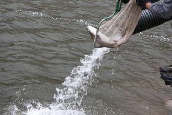 Lake and Fish Management