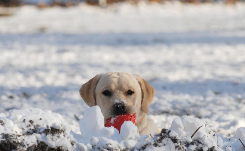 Dog Toy - The Mannerly Dog