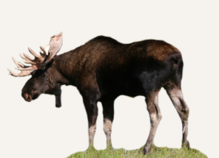 Hunting Moose Wyoming