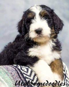 Bernedoodle