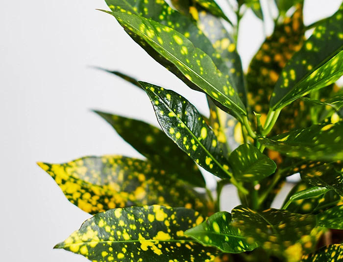 green plant with yellow spots