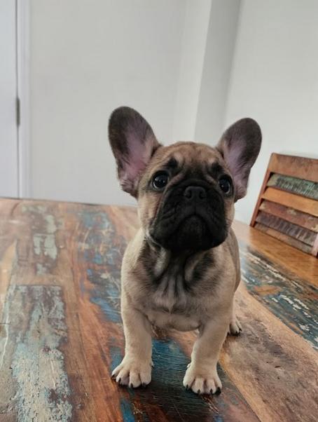 Available French Bulldog Puppies