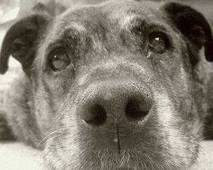 Senior Dog