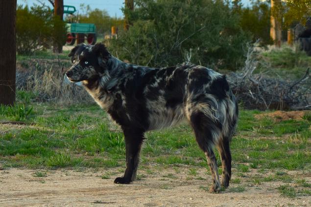 Beautiful family dogs