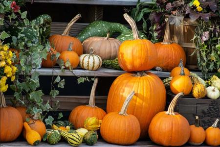 Pumpkin varieties