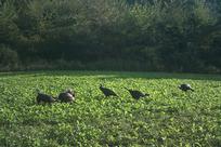 Kentucky turkey hunting