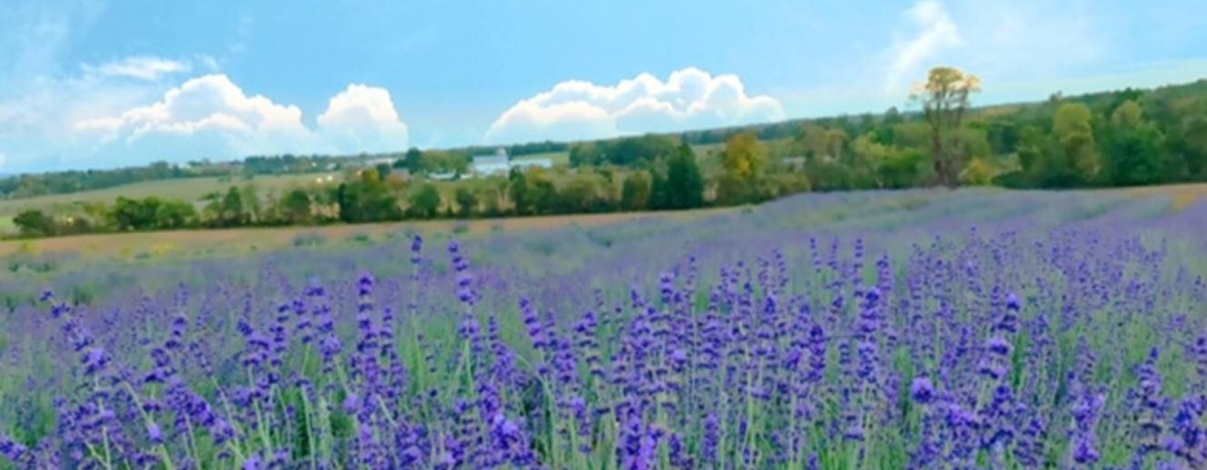 Lavender Festival