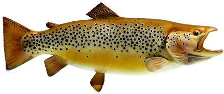 lake ontario brown trout