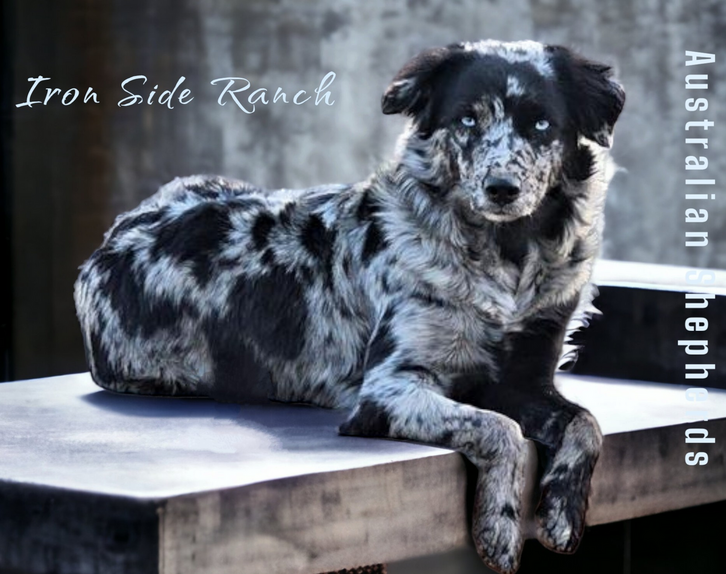 Australian Shepherd breeder