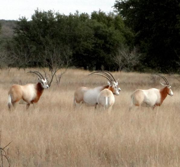 Scimitar Horned Oryx Hunting