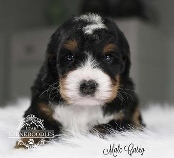 Tiny Bernedoodle puppy