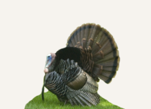 Hunting Turkey Maine