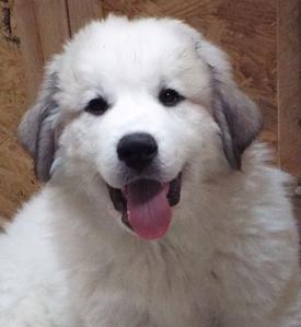 Wells Providence Great Pyrenees