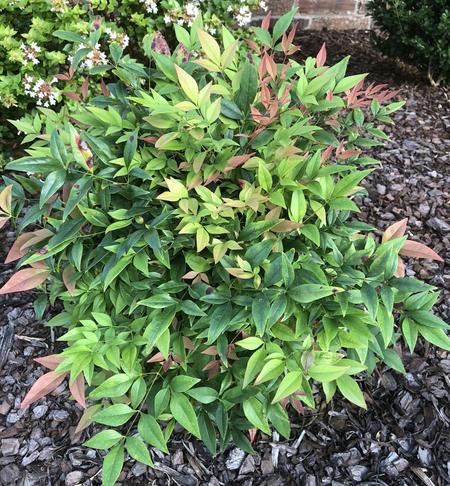 Gulfstream Nandina