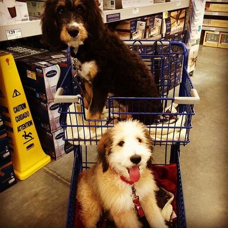 Best food for bernedoodle clearance puppy