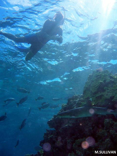 Cheryl snorkeling with white tip reef shark by Mark Sullivan