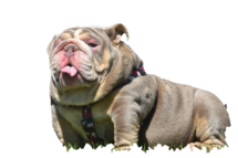 LILAC TRI ENGLISH BULLDOG STUD