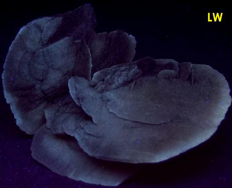 fluorescent SELENITE GYPSUM – Laguna Guzman (Lago Guzman), Rancho Salias Terrazas, Mun. de Villa Ahumada, Chihuahua, Mexico