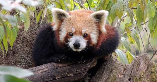 Red Panda At Darjeeling Zoo In Darjeeling Tour Package