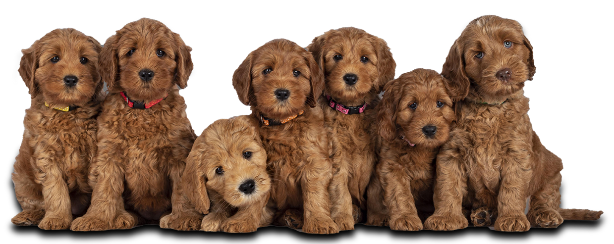 Doodle puppies