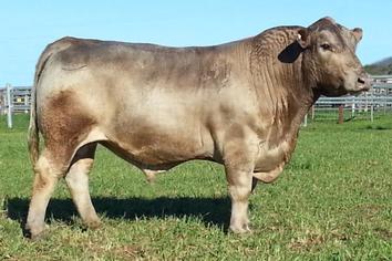 Locust Grove Ranch - Breeding And Sale of Murray Grey Beef Cattle