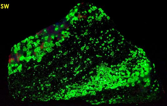 fluorescent WILLEMITE, ZINCITE, FRANKLINITE, Sterling Mine, Sterling Hill, Ogdensburg, Franklin Mining District, Sussex County, New Jersey, USA