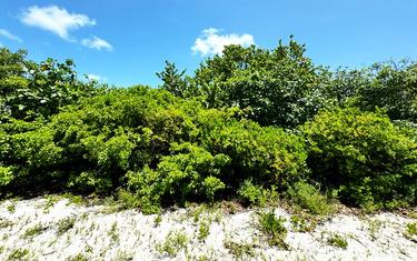 Huge Lush Lot over half an acre on North Caye Caulker