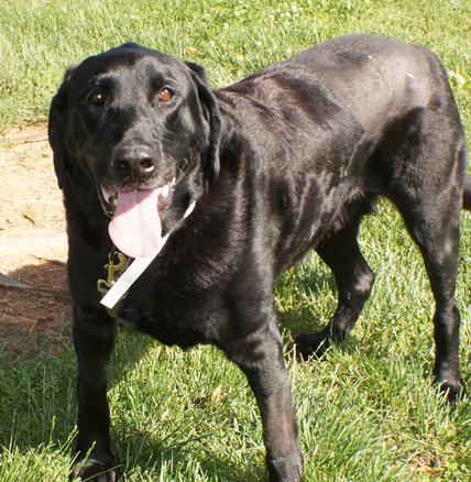 giant labrador teddy