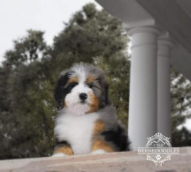 Merle Mini Bernedoodle