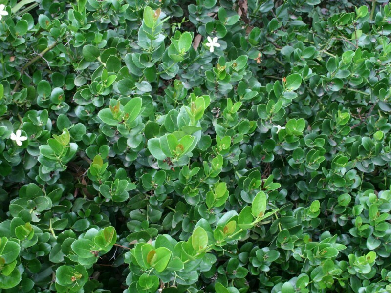 Emerald Blanket Carissa in the Promenade Area