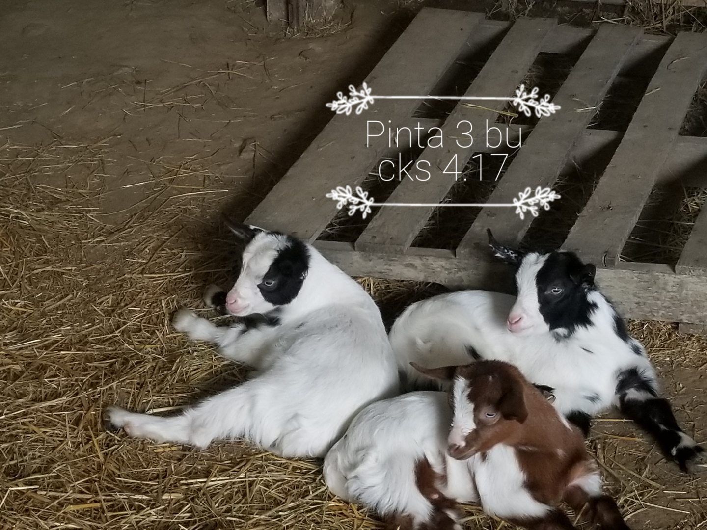 Fainting Goat/Rabbits