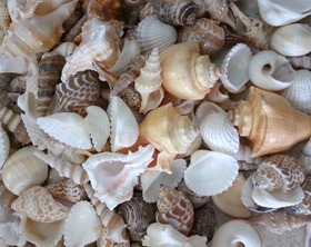 Sea Shells Photos for Sale 