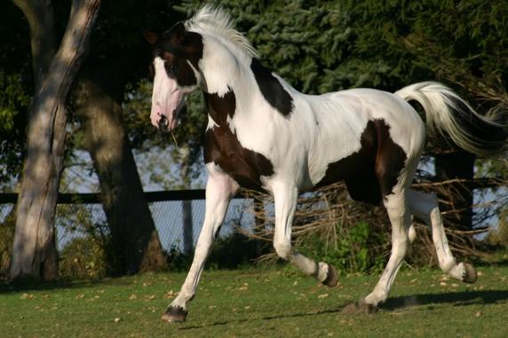 dutch warmblood colors