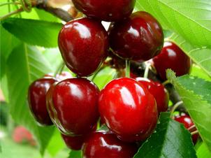 Cherry Mỹ tại Hà Nội