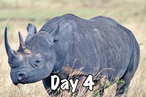 taasa africa tanzania safari wild animals