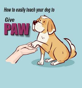 How to easily teach your dog to give paw