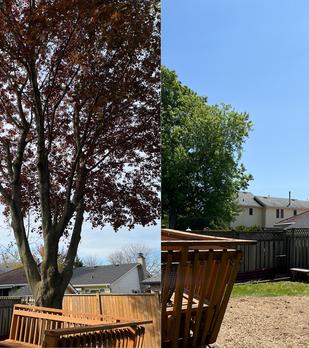 Dead crimson maple Tree Removal, Stoney Creek Residential Tree Service, Climber in tree