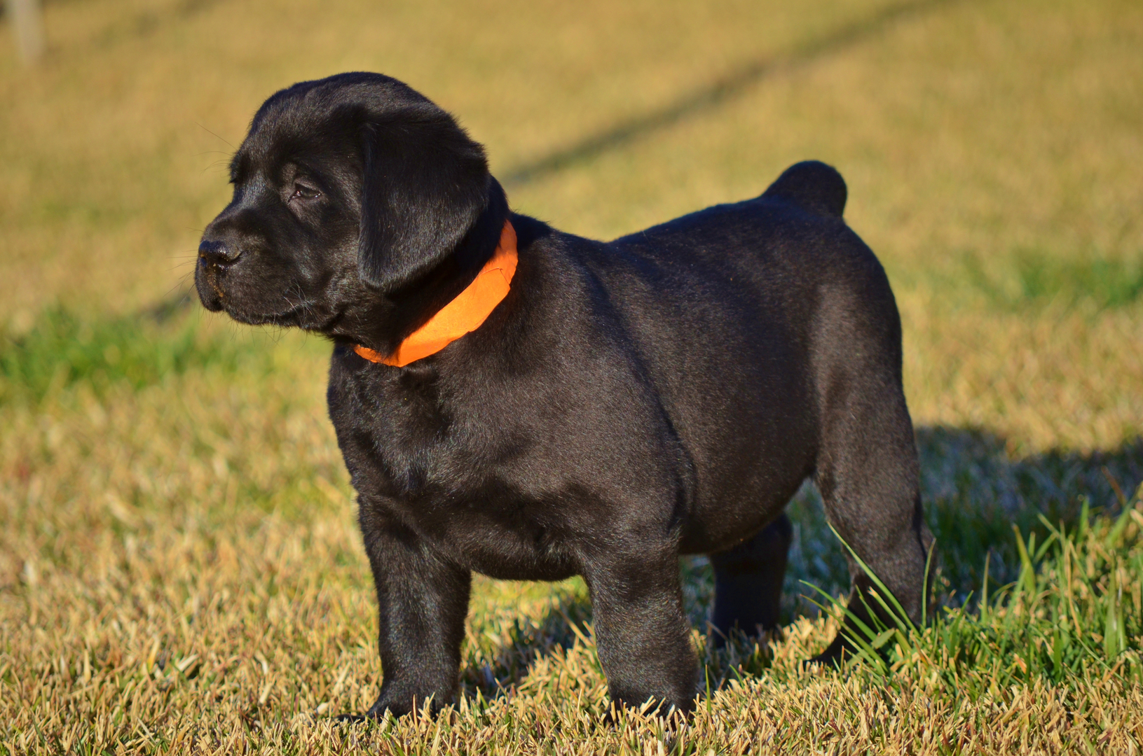 One of our favorite purchases 🤩🤩🤩 #blacklab #labrador #labsoftiktok