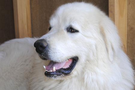 Great Pyrenees puppies ~ Wells' Providence AKC Registered Livestock Guardian Dogs and puppies